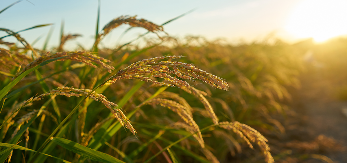Sustainable Rice Farming Sourcing