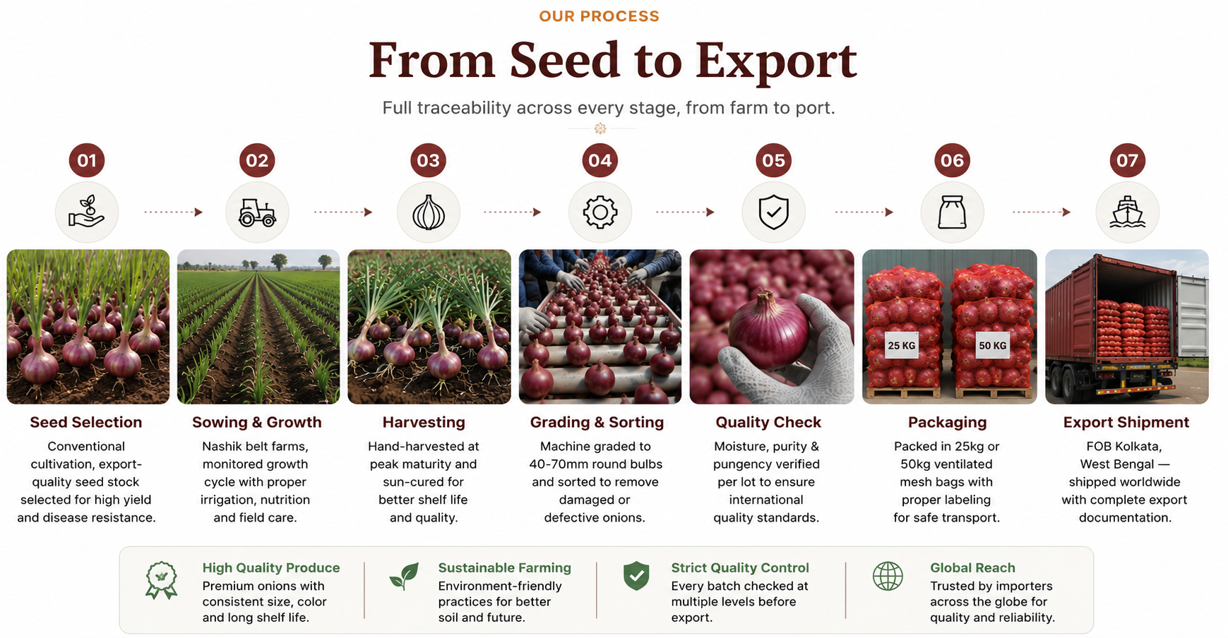 From Seed to Export - Onion Supply Chain Process