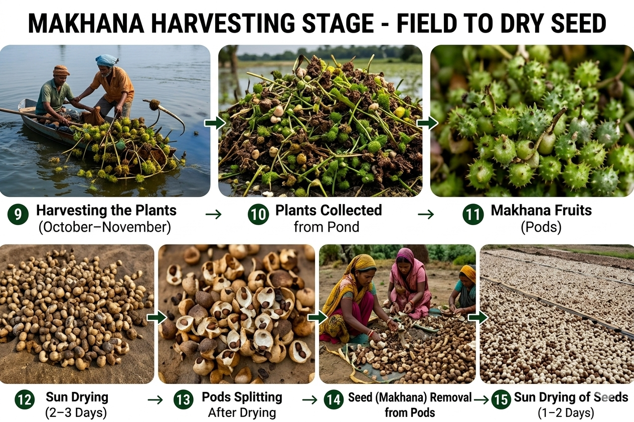 Makhana Harvesting Stage